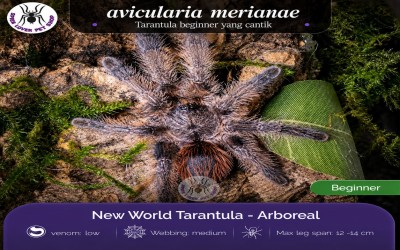 Avicularia Merianae Sling Tarantula